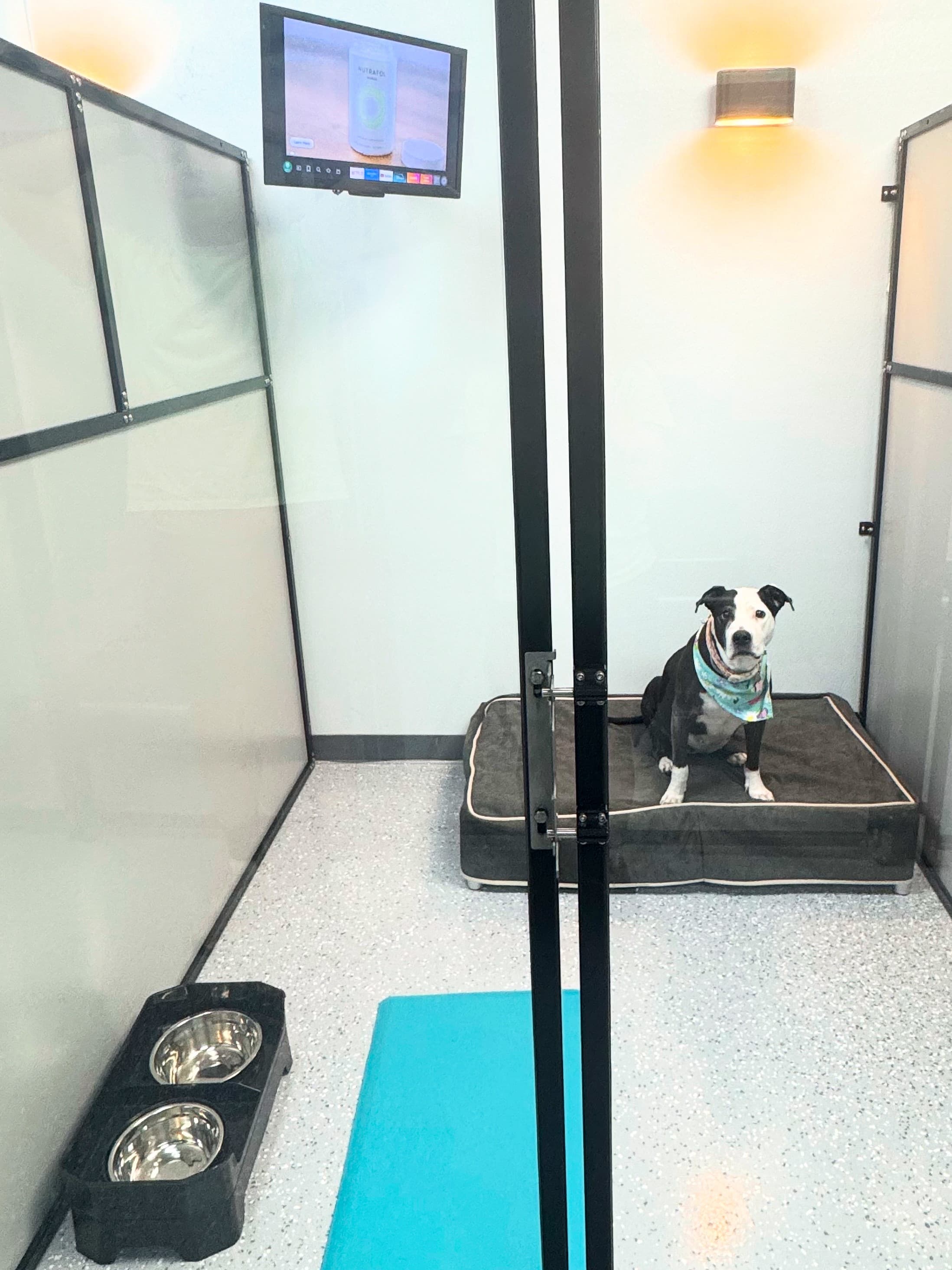 Dogs enjoying their boarding stay at Planet Pooch