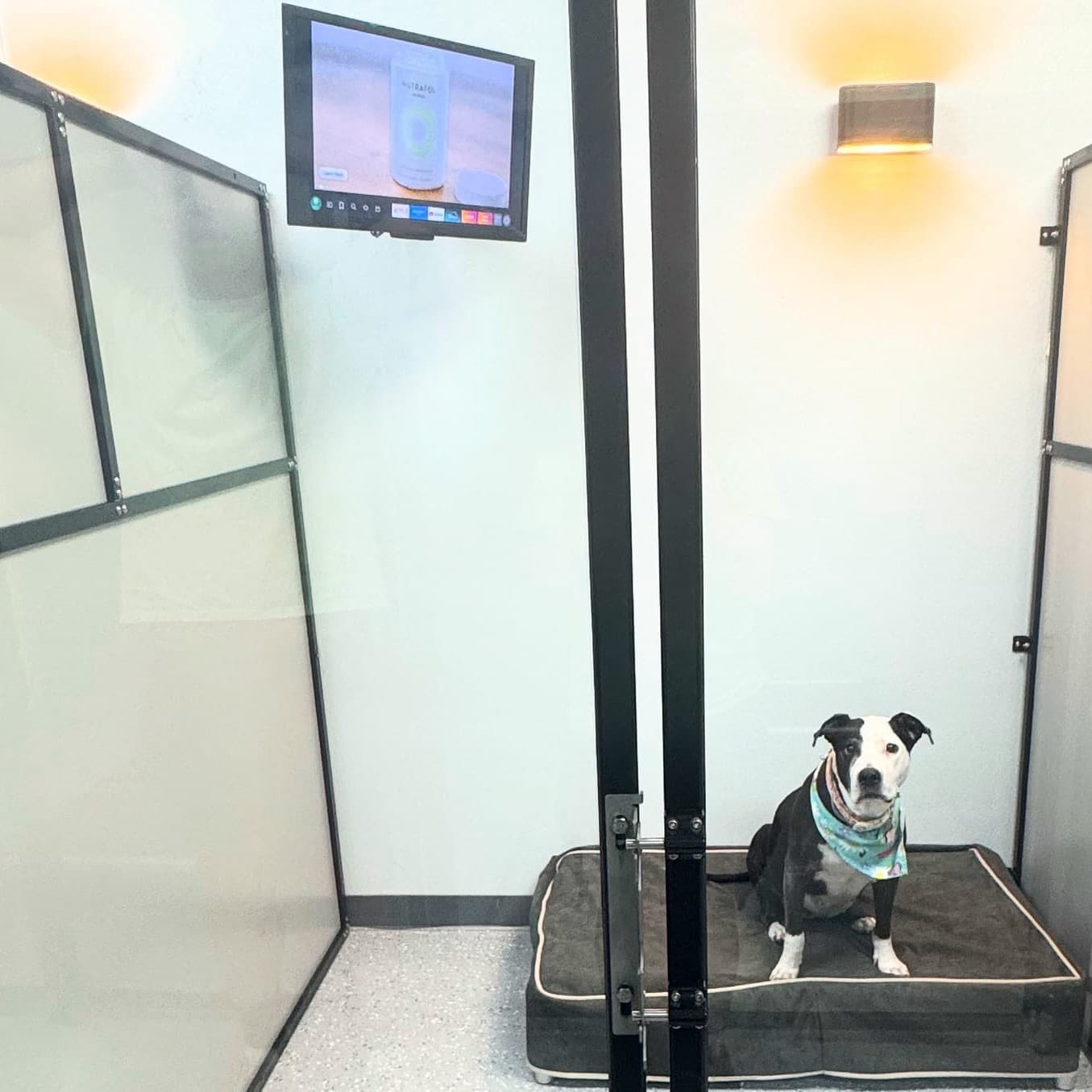 Dogs enjoying their boarding stay at Planet Pooch