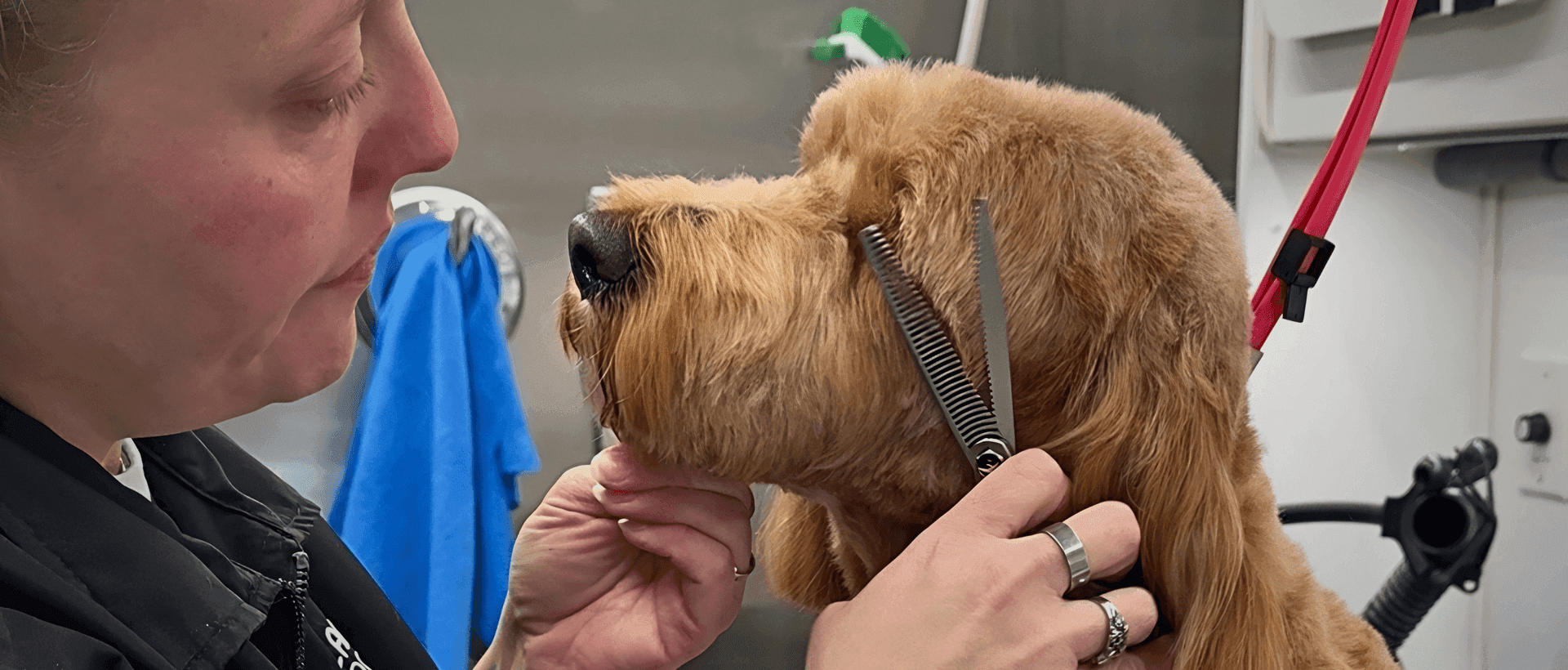 Mobile Grooming at Planet Pooch