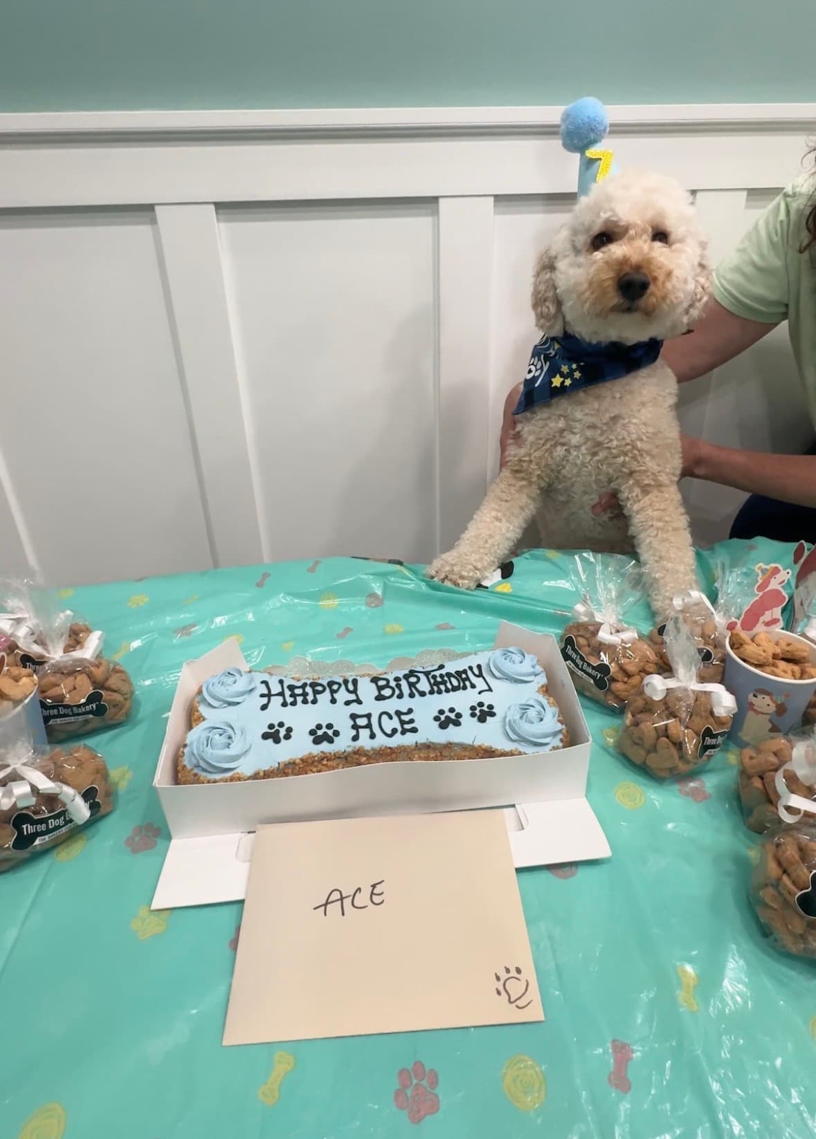 Birthday party table and cake for a dog at Planet Pooch