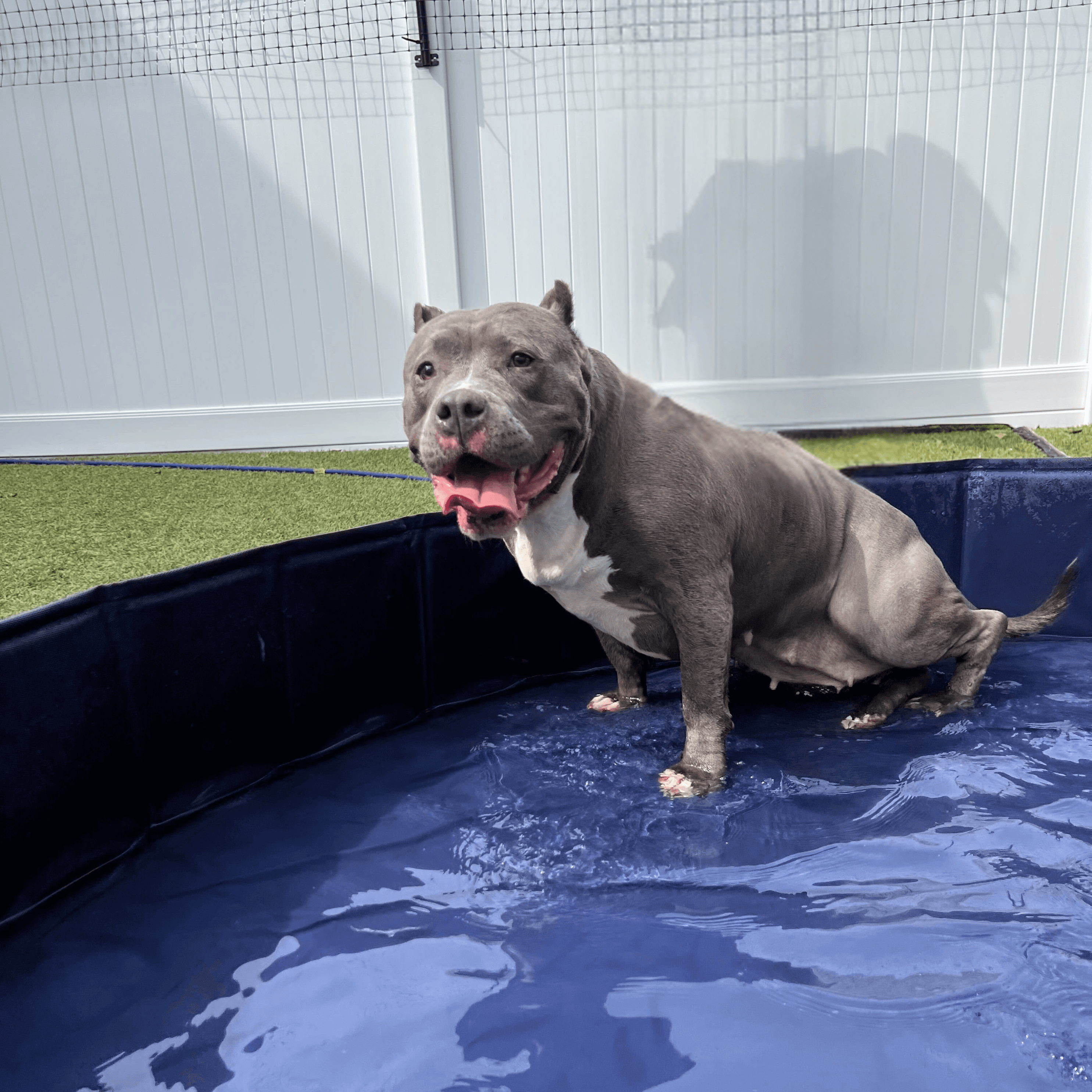 Dog cooling off in a pool during a Planet Pooch daycare event