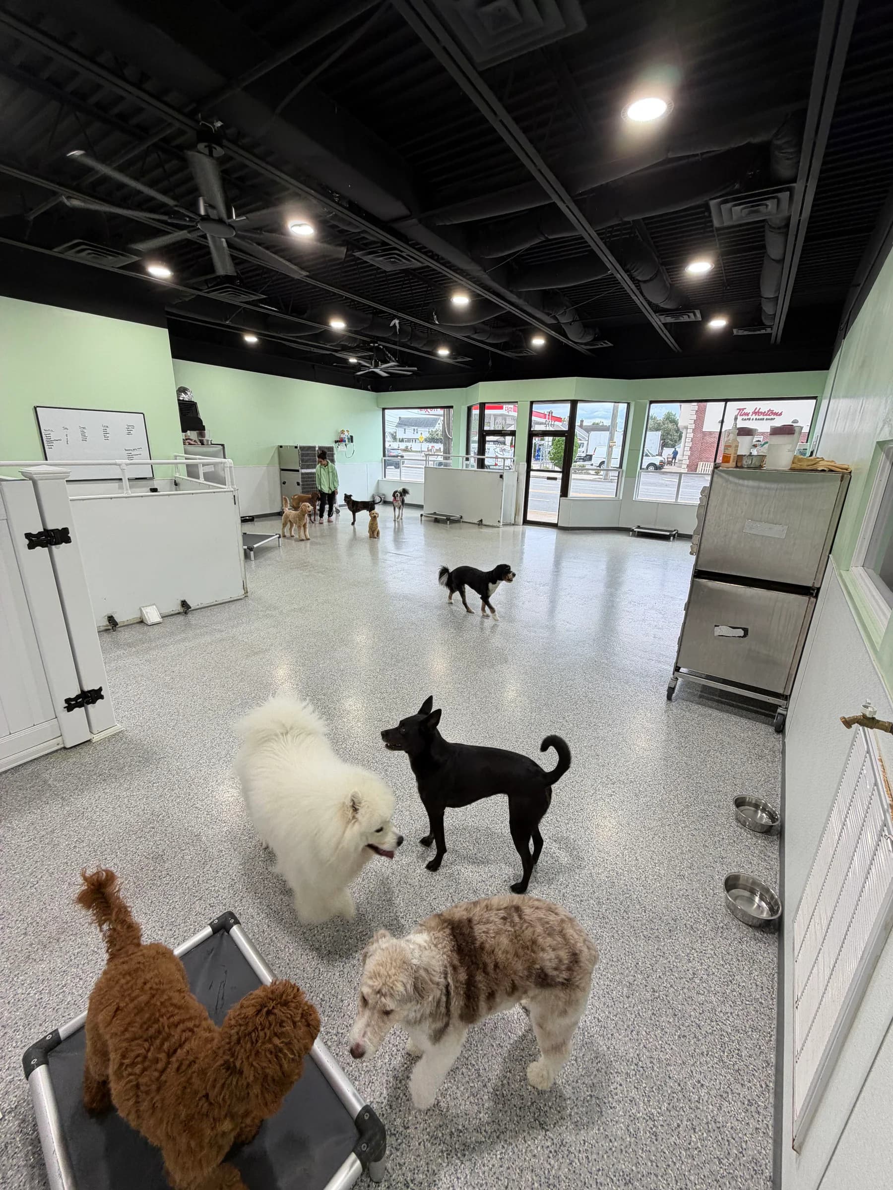 Dogs enjoying supervised play in the spacious Planet Pooch daycare room