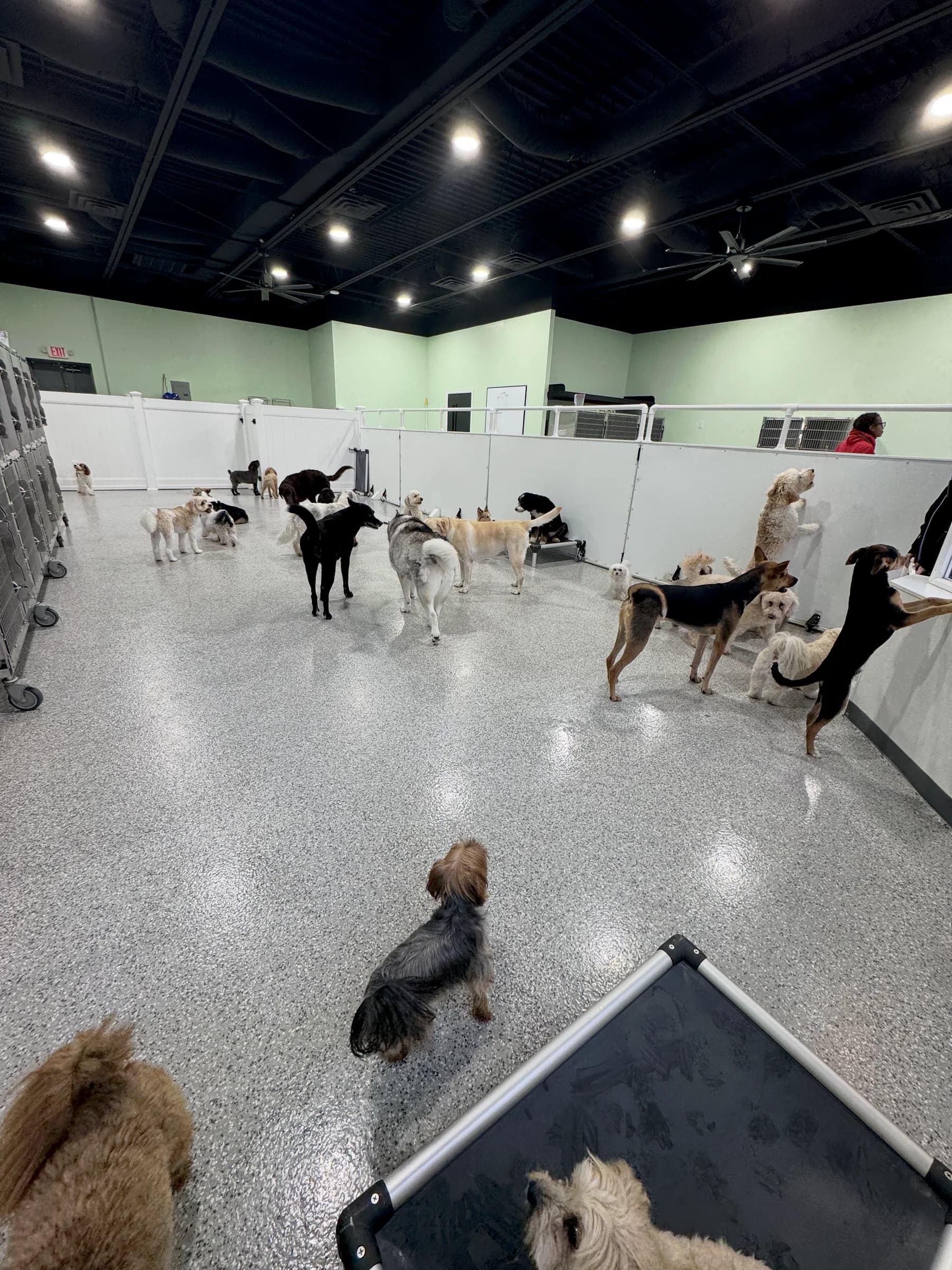 Dogs of different sizes enjoying supervised indoor daycare at Planet Pooch