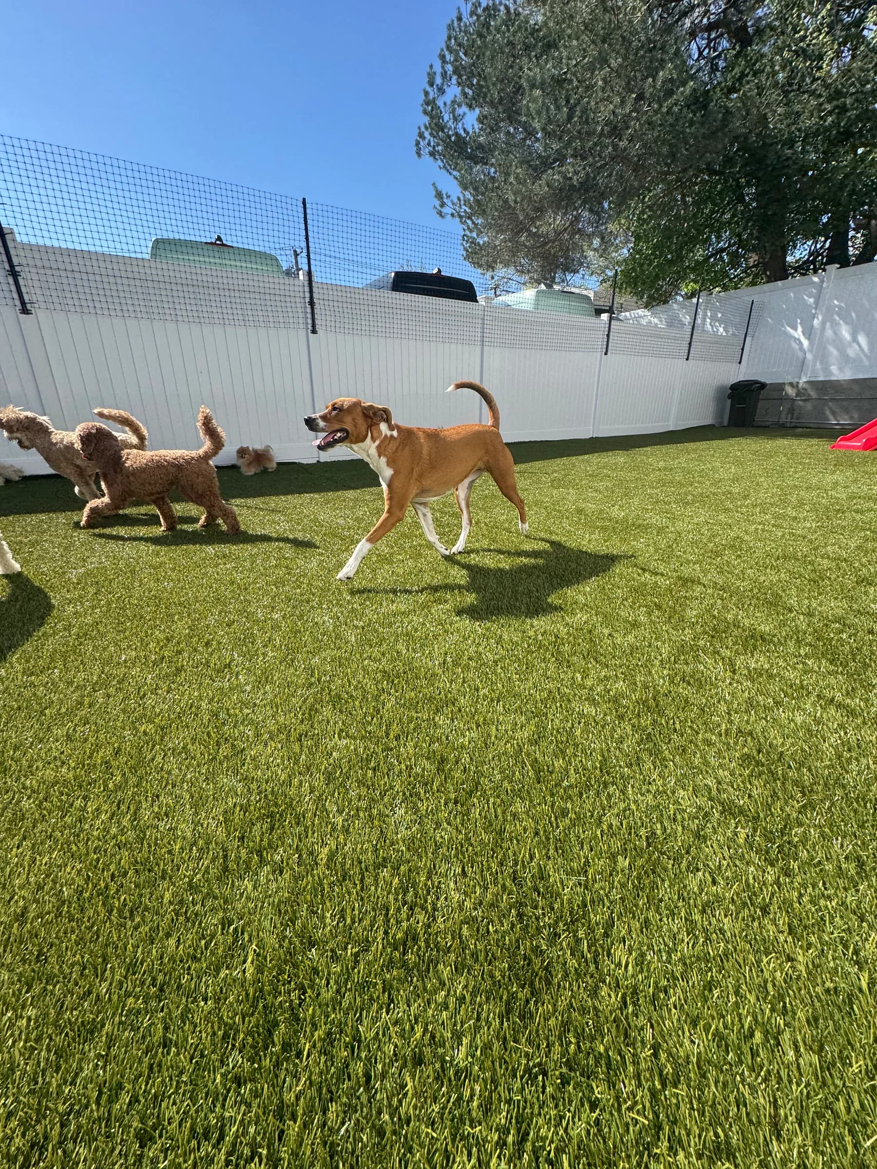 Dogs running together in the fenced outdoor play yard at Planet Pooch
