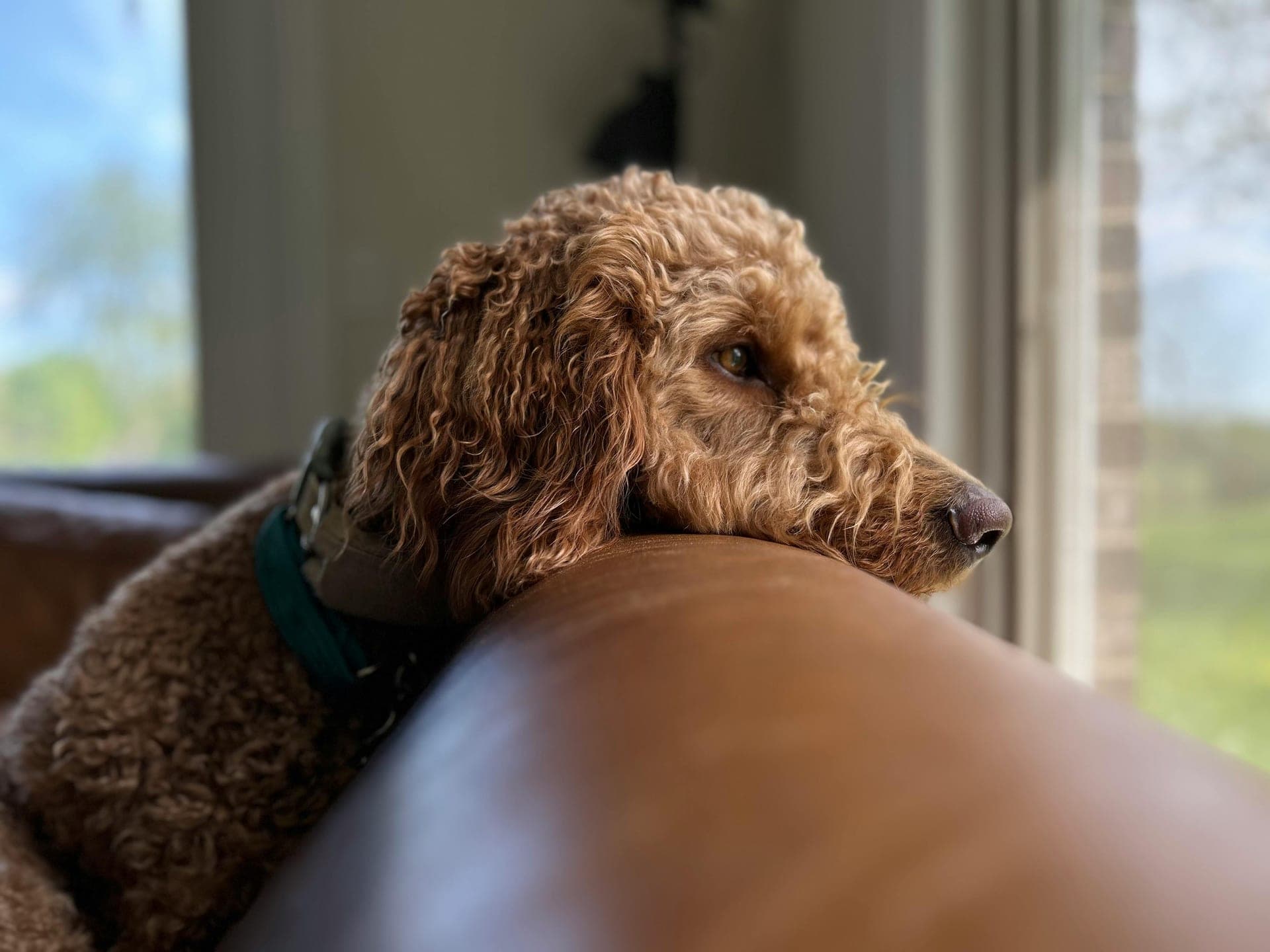 A happy dog lounging in a polished resort setting